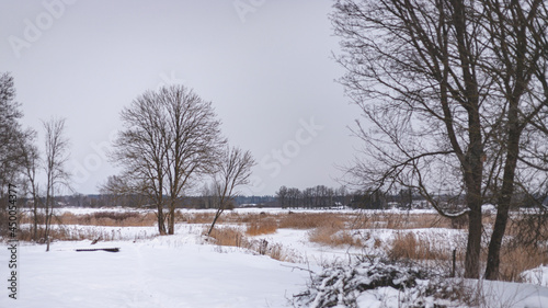 Wallpaper Mural boring Latvian landscape in deep winter, many details, bare trees, pile of branches, snow covered river and meadow, dry yellow reeds, dull grey sky, forest in distance on horizon Torontodigital.ca