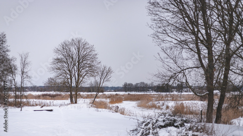 boring Latvian landscape in deep winter, many details, bare trees, pile of branches, snow covered river and meadow, dry yellow reeds, dull grey sky, forest in distance on horizon © Neils