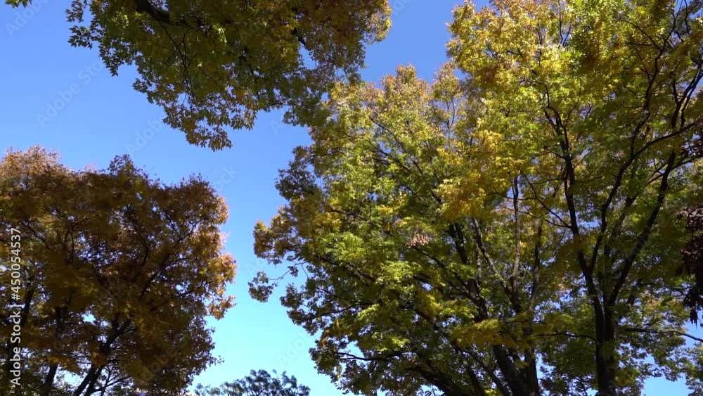 Autumn leaves are in full swing in autumn in Korea. A trip to see the beauty of autumn leaves is called 'Maple Viewing' in Korea. Autumn leaves are in full swing in autumn in Korea. A trip to see the beauty of autumn leaves is called 'Maple Viewing' in Korea.