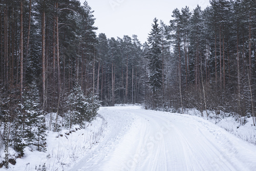 Country road through snowy winter pine forest. winter snowy coniferous forest landscape. Beautiful woods in forest landscape. Slippery pathway usual in Latvia
