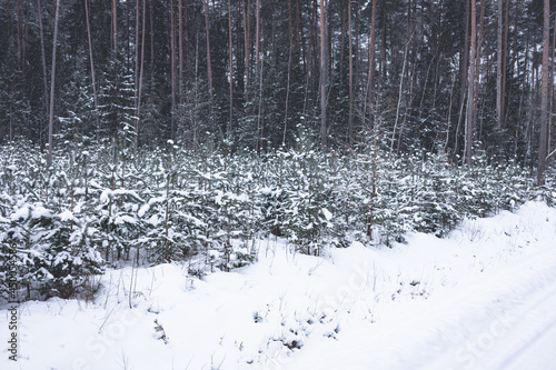 small pine trees in young forest in Latvia. January  february or december usual landscape on road side. Snow on branches of coniferous trees. Morning in northern woods