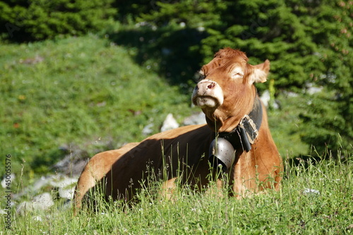 Vache de race Tarine prenant le soleil, couchée