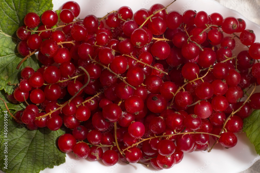 Bunches of fresh harvested red currant berries on its green leaves Bunches of fresh harvested red currant berries on its green leaves