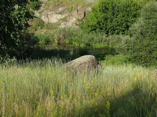 grass on the river