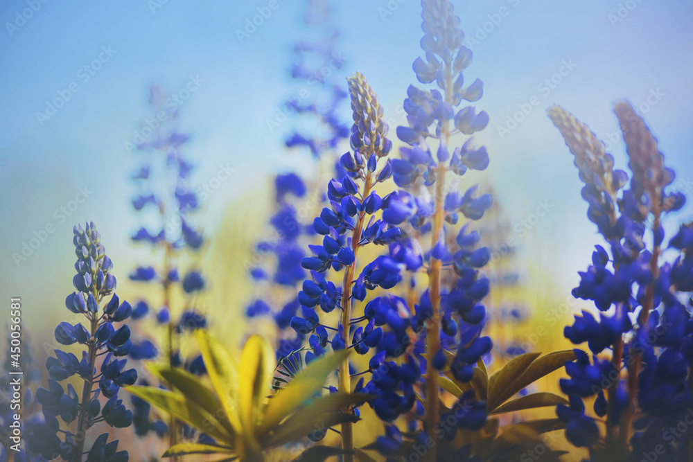 Beautiful fragrant wild blue lupine flowers with green leaves grow in a field against the blue sky on a sunny summer day. Nature. Beautiful fragrant wild blue lupine flowers with green leaves grow in a field against the blue sky on a sunny summer day. Nature.