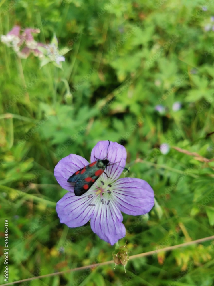 bee on a flower bee on a flower