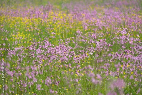 Blooming pink flowers (Silene flos-cuculi or ragged-robin) on a green agricultural field. Natural floral pattern, texture. Decorative plants, wildflowers, gardening, farm, honey production themes photo