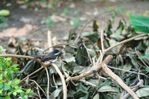 A magpie perched on a branch