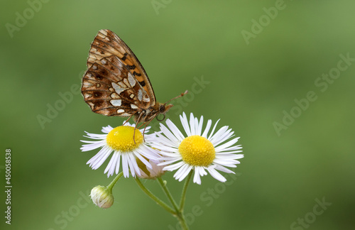 Violet Fritillary