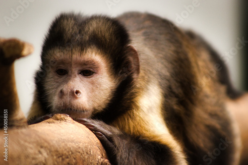 Affe / ape Kapuzineraffe / capuchin monkey © Prieshof PixEL