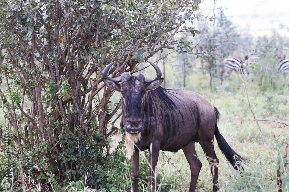 Beautiful Animals Game of Africa – Wildebeest Beautiful Animals Game of Africa – Wildebeest