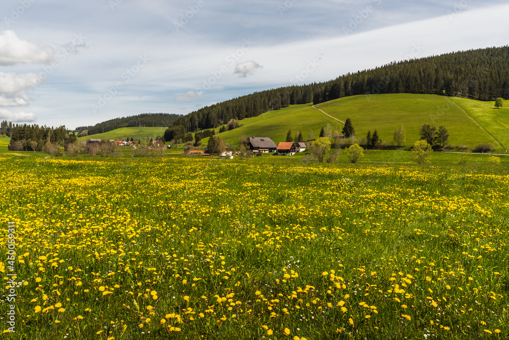 Blühende Löwenzahnwiese und Bauernhöfe im Schwarzwald, Jostal bei Titisee-Neustadt, Baden-Württemberg, Deutschland