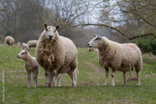 Sheep with Lamb © JohnScott