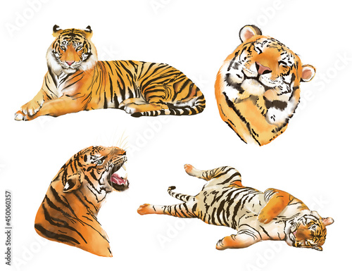 Fototapeta Naklejka Na Ścianę i Meble -  Watercolor tigers illustration clip art set. High resolution 300 dpi