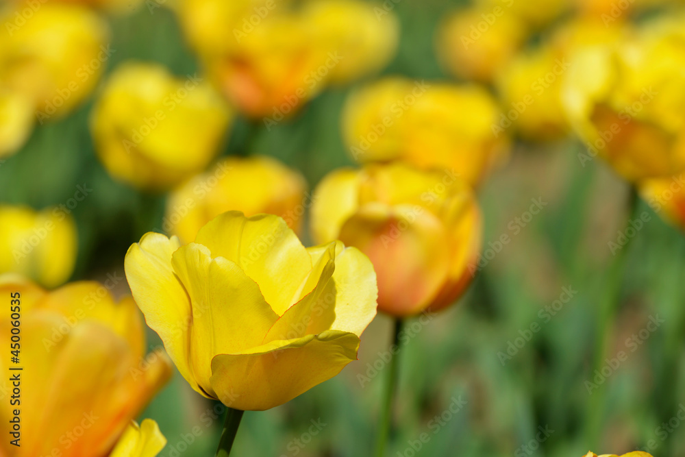 A luscious yellow tulip flower with blur green yellow background A luscious yellow tulip flower with blur green yellow background