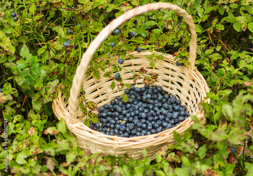 Fresh organic ripe blueberries in a wicker basket among the bushes in the woods in summer, close up photo