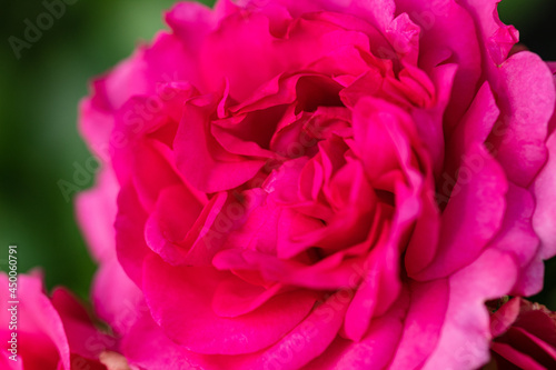 Rosa L 'Maritim' string rose, variety, Hans Jurgen Evers, Germany, 2001. Close up.Macro.2021