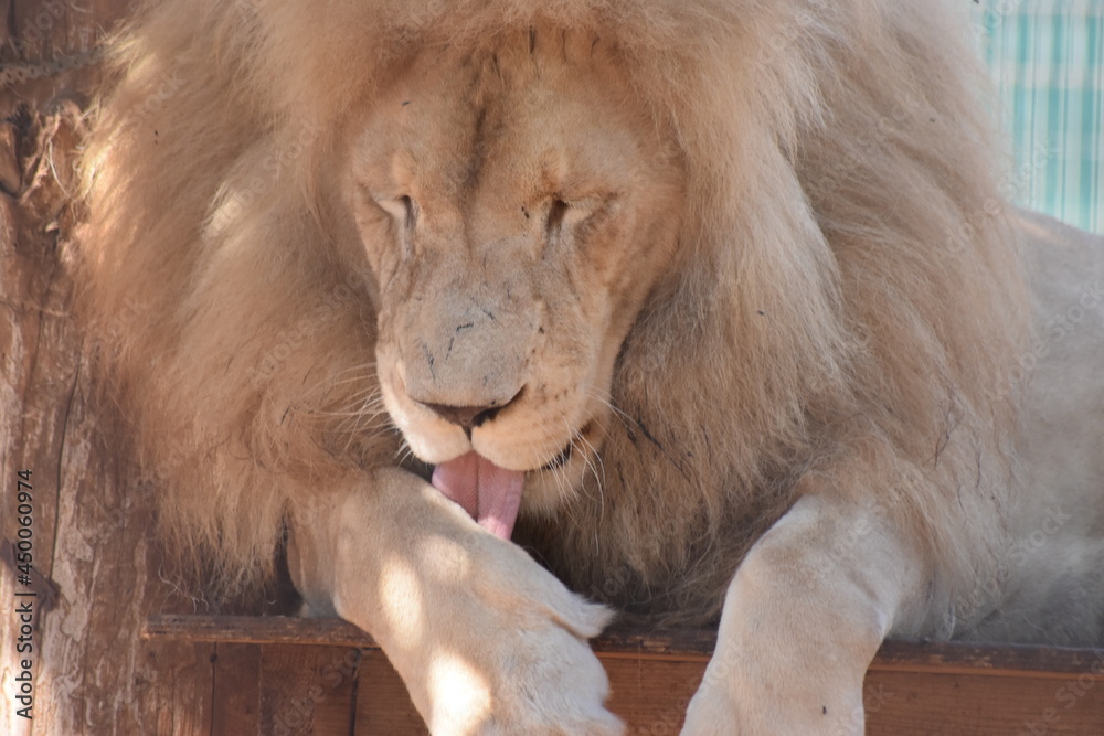 Naklejka premium Licking wounds