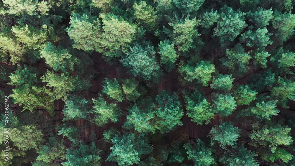 Crowns of trees in pine forest in summer. Top view drone overhead shot. Green coniferous forest from bird's eye view: static background.