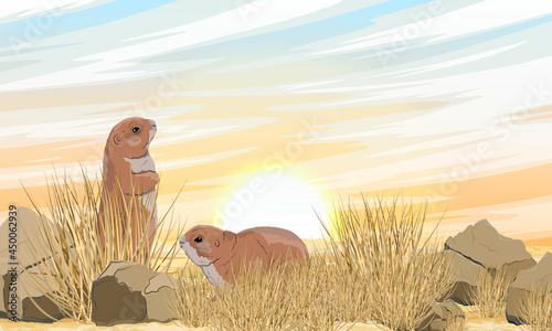 A pair of prairie dogs in a meadow with dry grass and stones. Prairie sunset. Wild rodents of North America. Realistic vector landscape