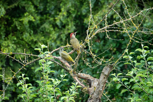 red billed hornbill photo