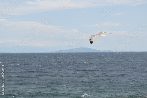 seagulls on the sea