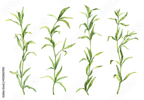 Set of tarragon sprigs isolated on white background. Watercolor hand painted spice herbs. Botanical illustrations collection. Strong flavor tarragon plant 