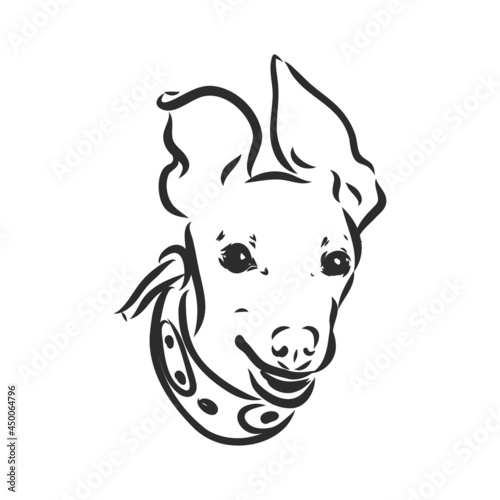 Greyhound dog - isolated vector illustration greyhound hound vector