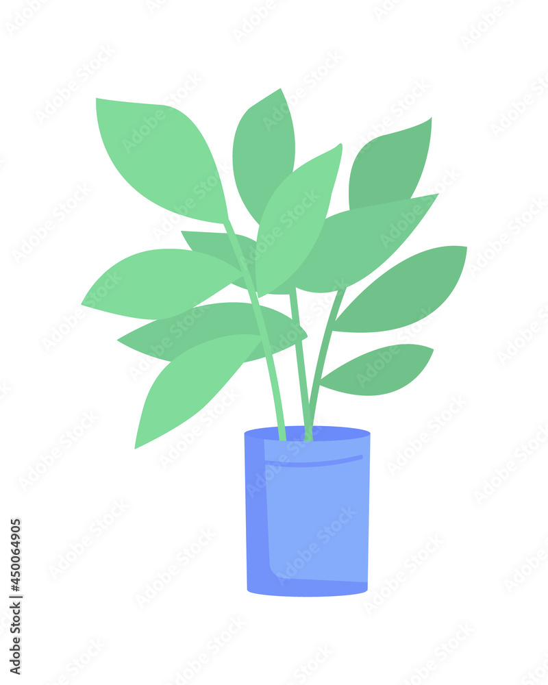 Ficus elastica plant in blue pot semi flat color vector object. Full sized item on white. Rubber tree houseplant isolated modern cartoon style illustration for graphic design and animation Ficus elastica plant in blue pot semi flat color vector object. Full sized item on white. Rubber tree houseplant isolated modern cartoon style illustration for graphic design and animation