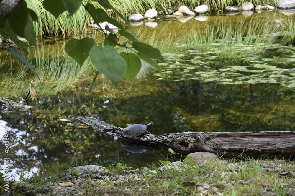 Naklejka premium Der Teich