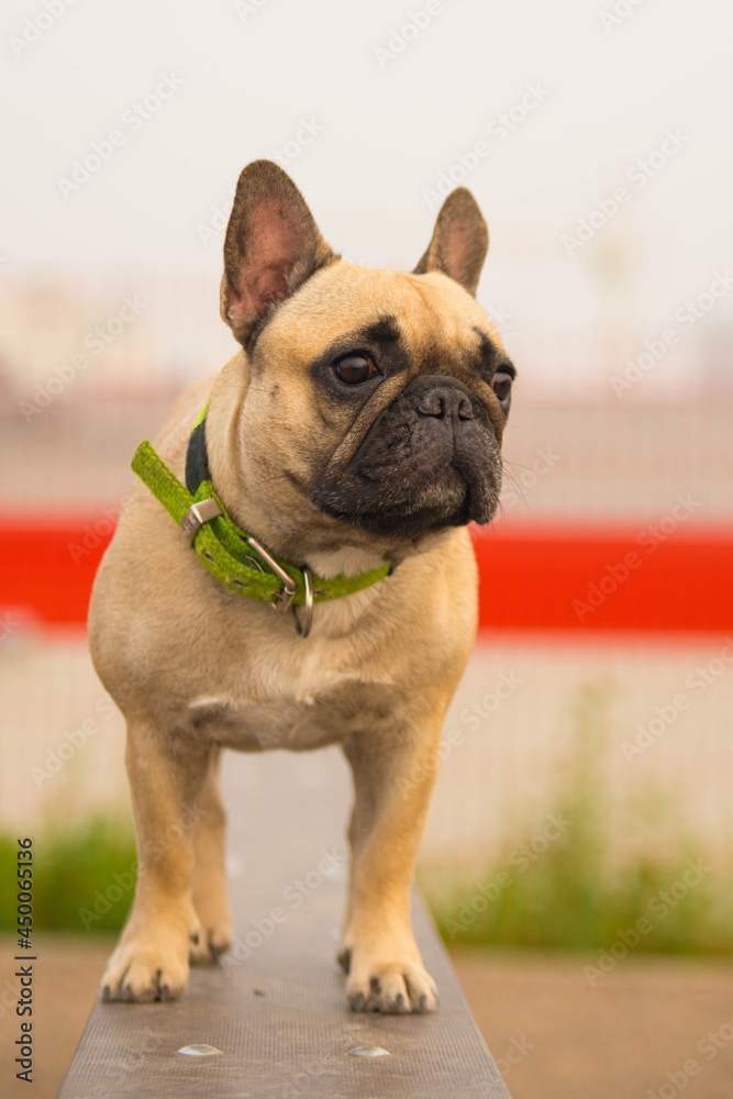 Fototapeta premium french bulldog stands on a log