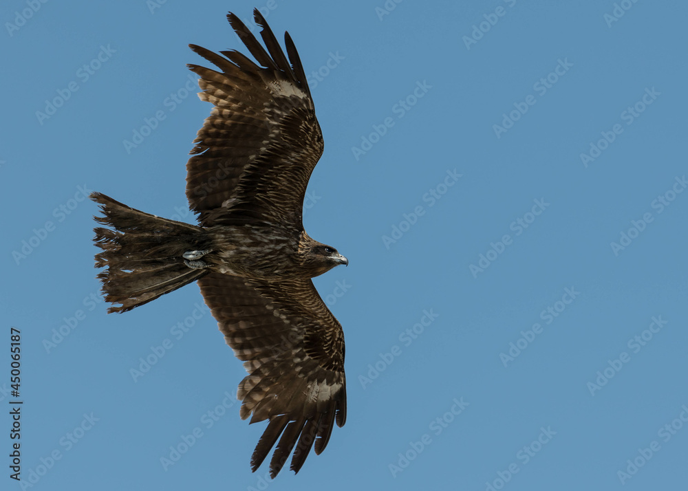 Obraz premium A Japanese black kite bird flying and hovering in the sky. 