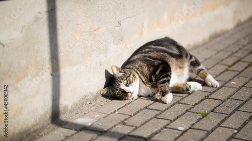 playful cat
