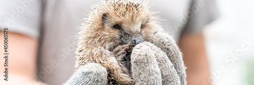 Canvas Print a man's gloved hand holds a cute little wild prickly hedgehog curled up in a ball