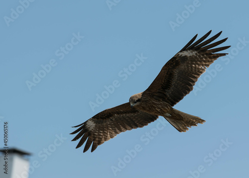 A Japanese black kite bird flying and hovering in the sky. 