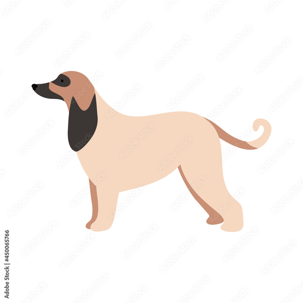 Isolated vector illustration of an Afghan hound dog