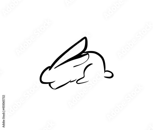 Bunny rabbit white background 
