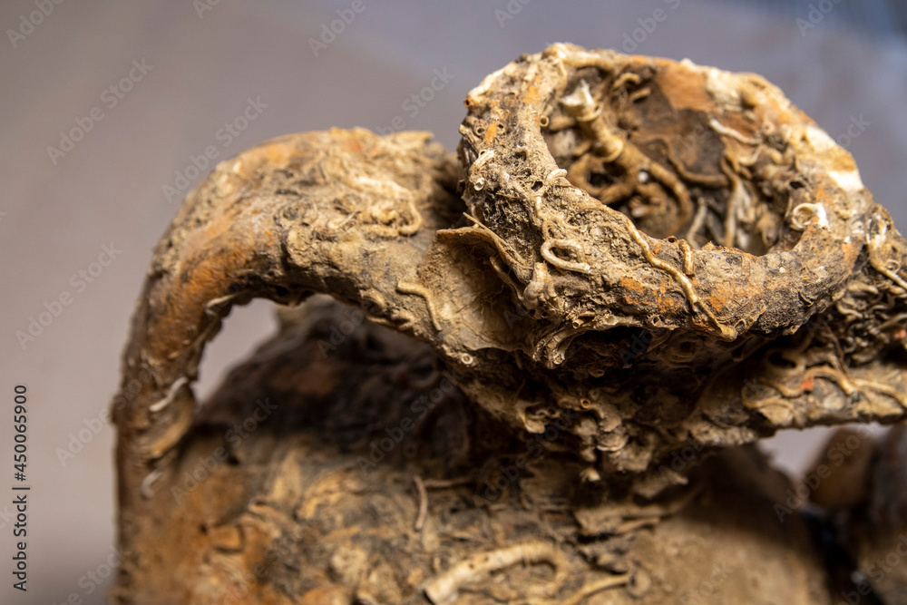 Close-up on an antique pottery art amphora with fossils from old civilizations. Archaeology research on clay foundlings. Ancient cultures and classical style. Travel destinations in the Mediterranean.