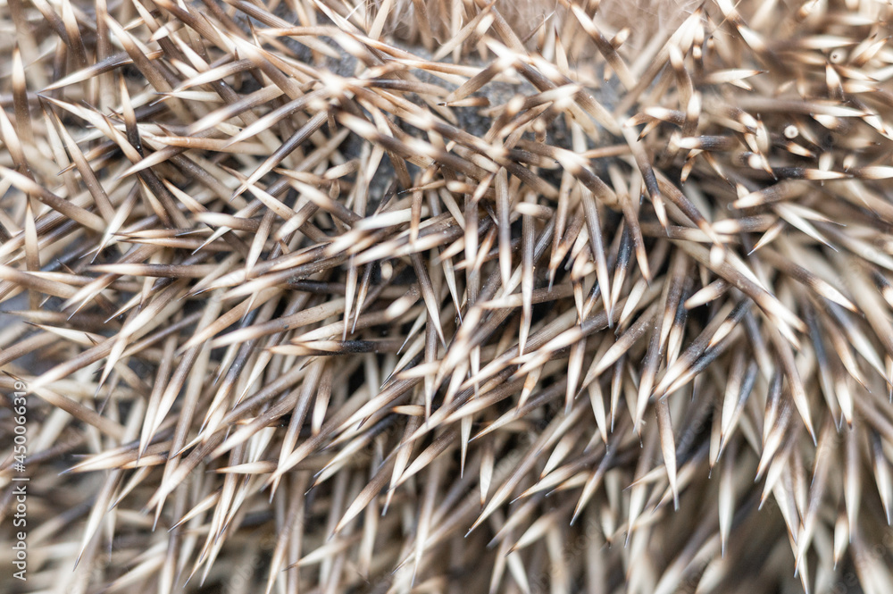 background of brown and white hedgehog spines close up. natural animal abstract backdrop of mantle with prickles of a hedgehog background of brown and white hedgehog spines close up. natural animal abstract backdrop of mantle with prickles of a hedgehog
