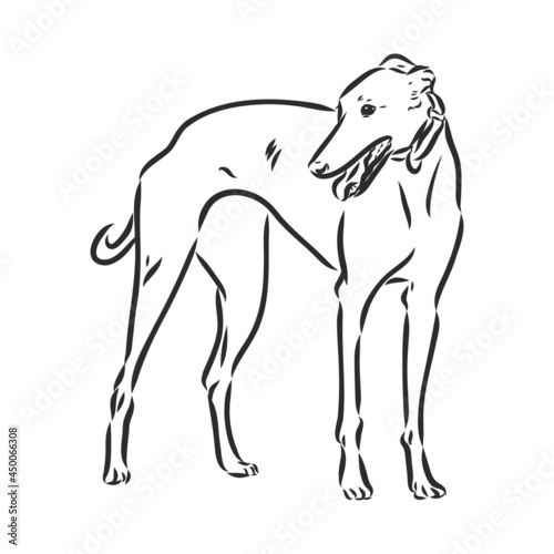 Greyhound dog - isolated vector illustration greyhound hound vector Fototapet