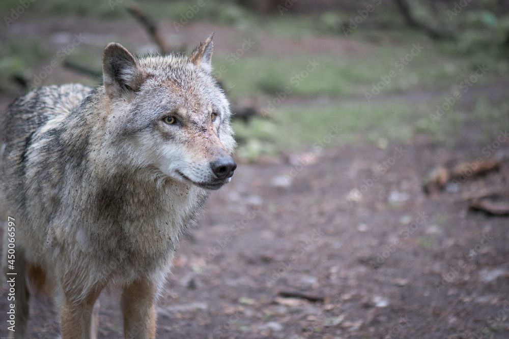 wolf interested in something