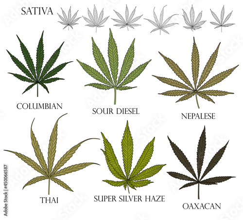 Types of weed. Illustration of differend  Sativa cannabis leaves in color and black outline for use in medicine and cosmetology. 