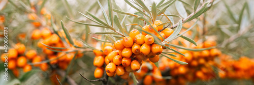 a branch of orange sea buckthorn berries close up. a lot of useful berries of sea-buckthorn on a bush with green leaves. the berry from which the oil is made. defocused or small depth of field. banner