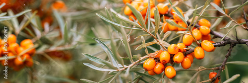 a branch of orange sea buckthorn berries close up. a lot of useful berries of sea-buckthorn on a bush with green leaves. the berry from which the oil is made. defocused or small depth of field. banner