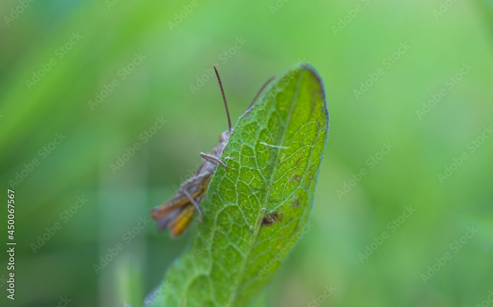 Grasshopper sits on a blade of green grass in summer in June Grasshopper sits on a blade of green grass in summer in June