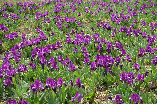 Backdrop - lots of purple flowers of dwarf irises in April photo