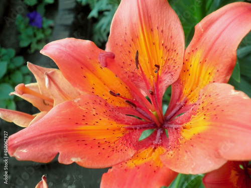 red and yellow lily