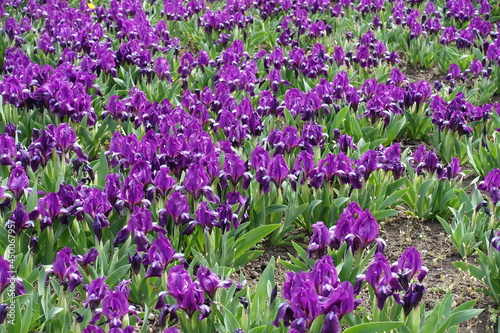 Background - lots of purple flowers of dwarf irises in April