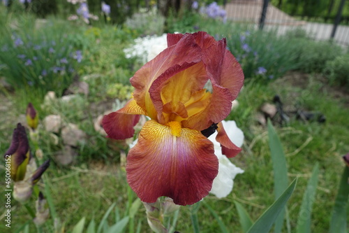 A flower of red and yellow Iris germanica in May