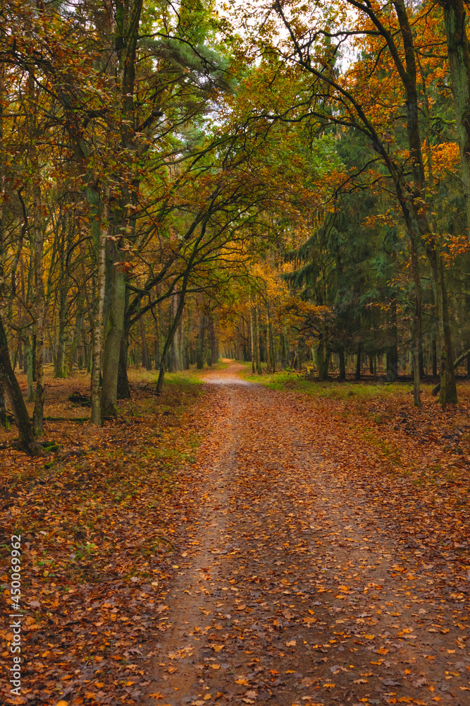 Naklejka premium Herbstspaziergang im durch den farbenfrohen Wald